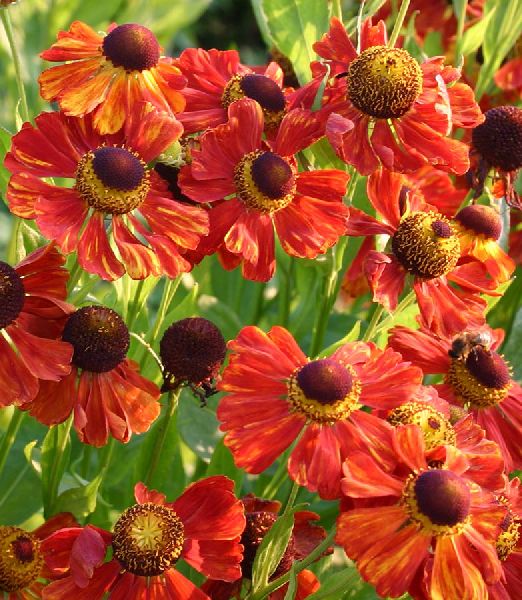 Helenium 'Baudirektor Linne'